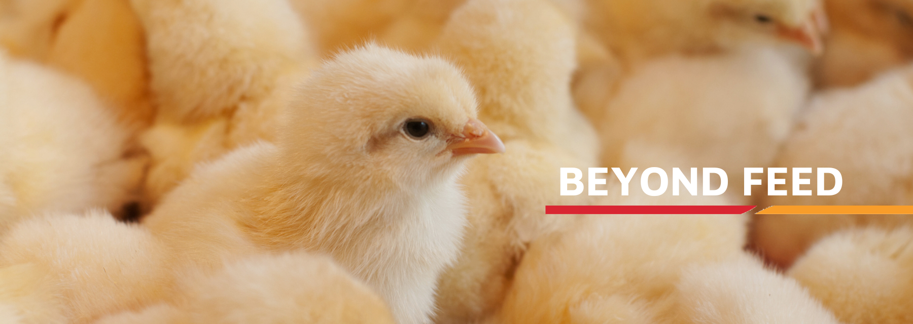 Beyond Feed banner